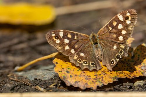 Waldbrettspiel am Heinrichs-Talaue-See bei Gimbsheim
