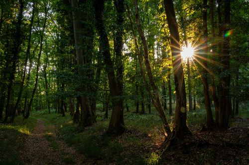 Waldweg auf dem Zotzenheimer Horn