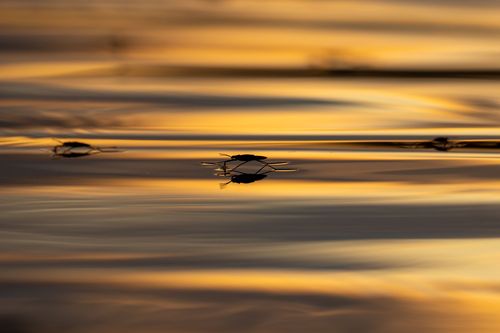Wasserläufer im Abendlicht auf dem Altrheinsee bei Eich