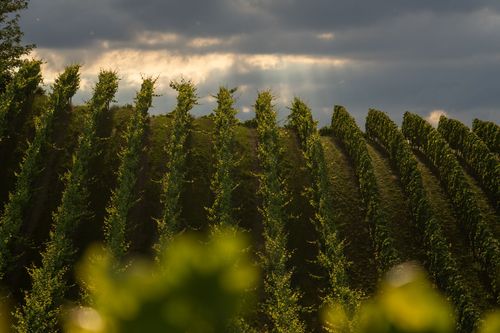 Weinberg vor abendlichem Gewitterhimmel bei Sulzheim