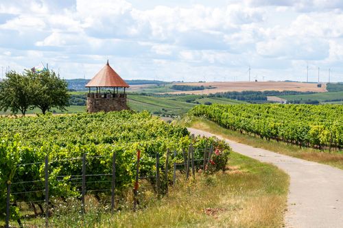Weinbergsturm bei Spiesheim