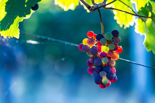 Weintraube mit Beeren im Gegenlicht bei Jugenheim