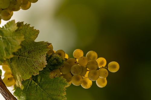 Weintraube im Gegenlicht in der Weinlage Ölberg bei Wöllstein